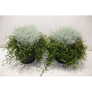 Leucoph Brownii + Muehlenbeckia