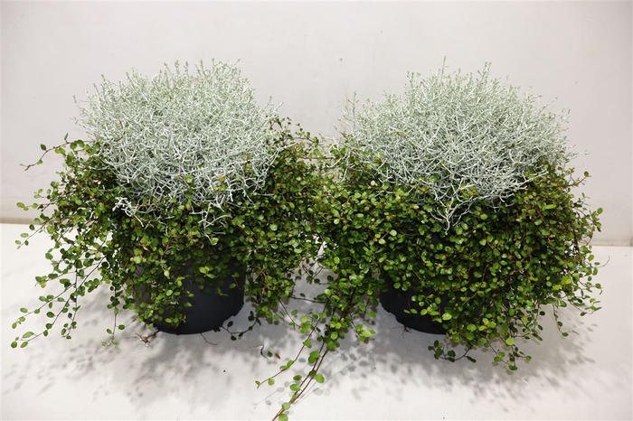 <h4>Leucoph Brownii + Muehlenbeckia</h4>