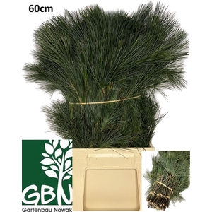 PINUS STROBUS