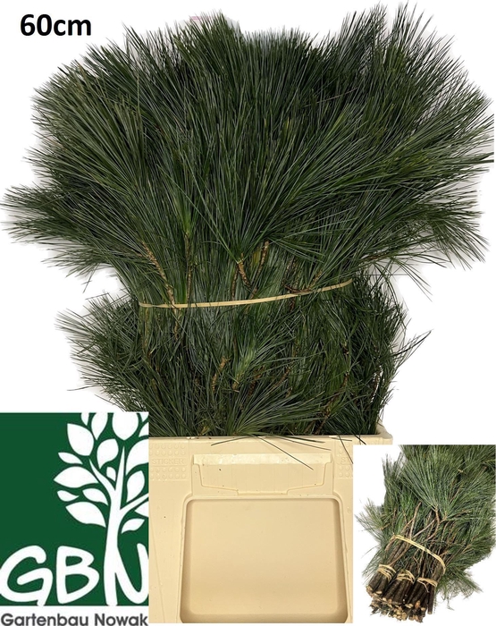 <h4>PINUS STROBUS</h4>
