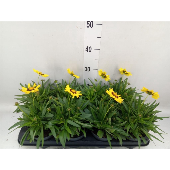 <h4>Coreopsis grand. 'Presto'</h4>