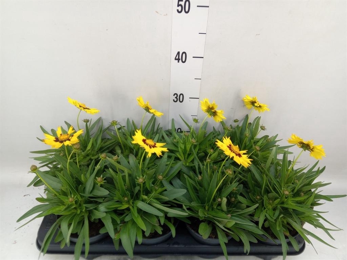 Coreopsis grand. 'Presto'