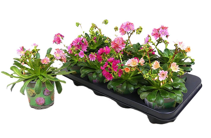 <h4>LEWI COTYLEDON</h4>