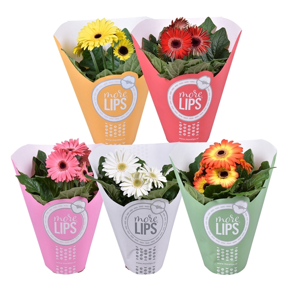 <h4>MoreLIPS Gerbera 2+ bl 12cm papieren hoes</h4>