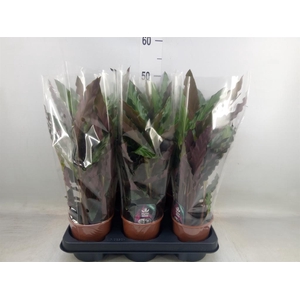 Calathea rufibarba 'Elgergrass'