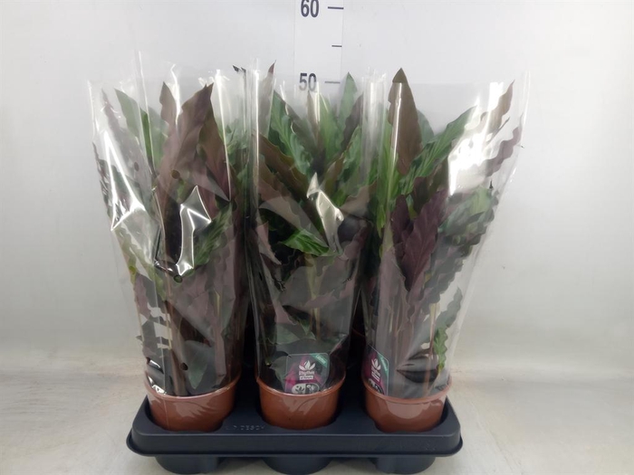 <h4>Calathea rufibarba 'Elgergrass'</h4>
