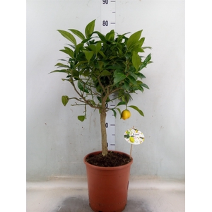 Citrofortunella floridana
