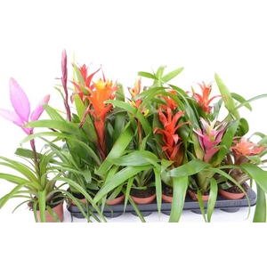 BROMELIA  GEM 14 SRT