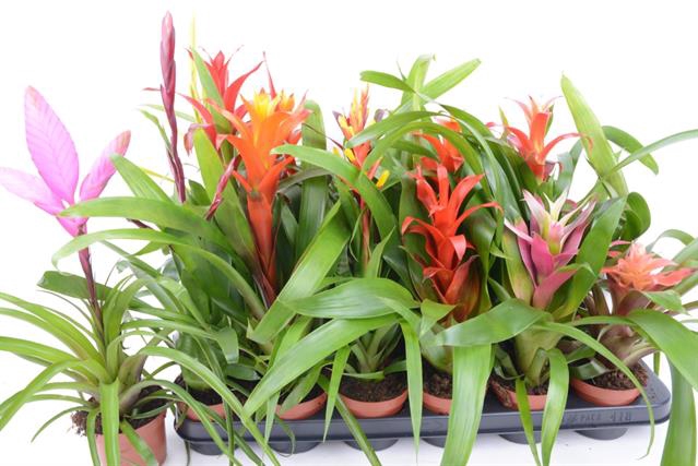 BROMELIA  GEM 14 SRT