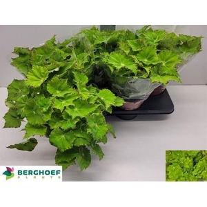 Begonia BD 'Beleaf Lima Love'