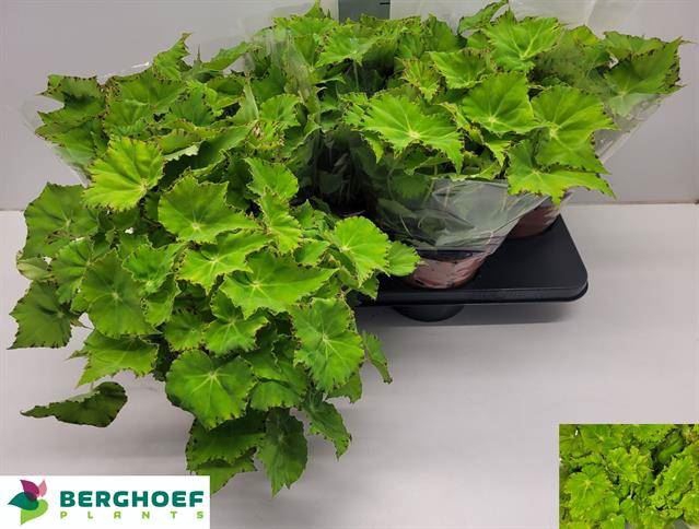 <h4>Begonia BD 'Beleaf Lima Love'</h4>