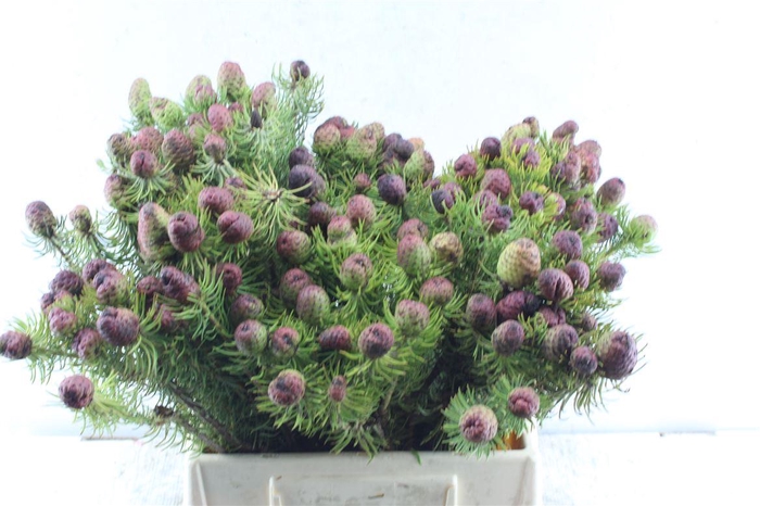 <h4>Kaaps Cumosum</h4>