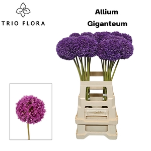 ALLIUM GIGANTEUM 70 cm 996 x 20