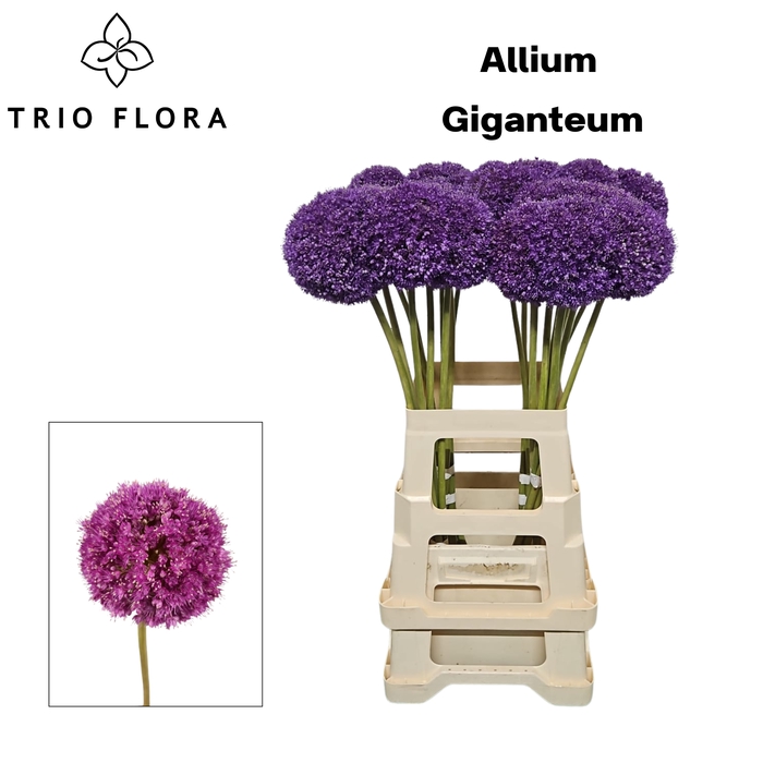 <h4>ALLIUM GIGANTEUM 70 cm 996 x 20</h4>
