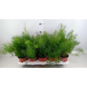 Asparagus dens. 'Sprengeri'
