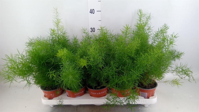 <h4>Asparagus dens. 'Sprengeri'</h4>