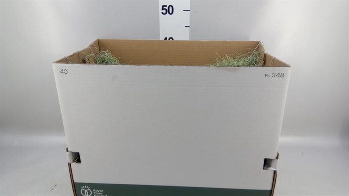 <h4>Tillandsia usneoides</h4>