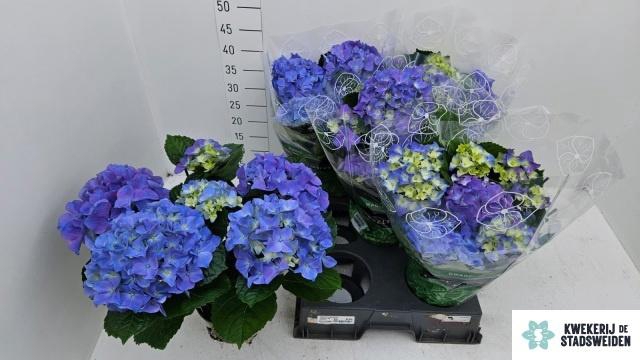 <h4>HYDR M EARLY BLUE</h4>