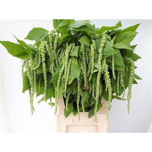 AMAR CA GREEN CORD