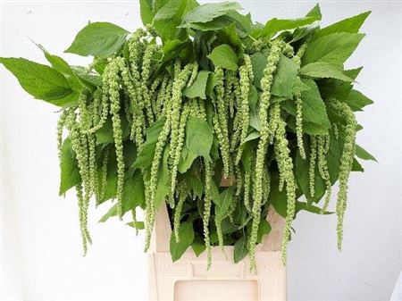 AMAR CA GREEN CORD