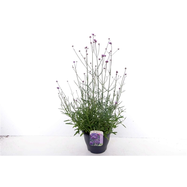 <h4>Verbena bonariensis</h4>