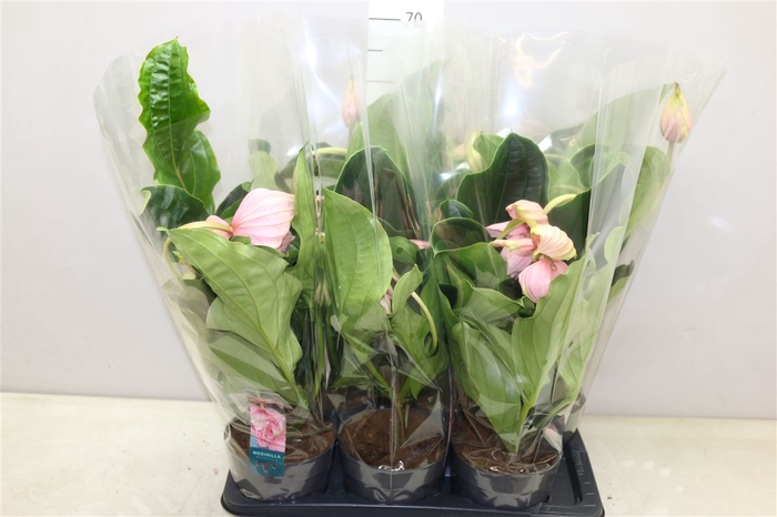 <h4>Medinilla Magnifica 2+</h4>