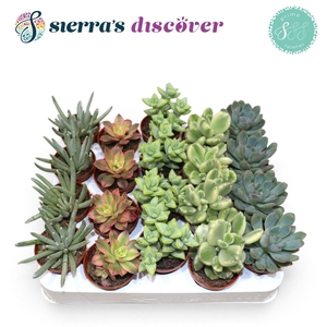Succulent Mix P5.5