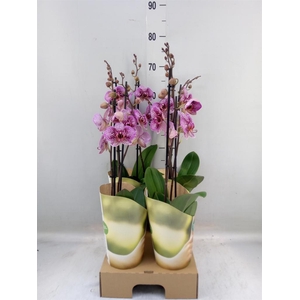 Phalaenopsis   ...lilac