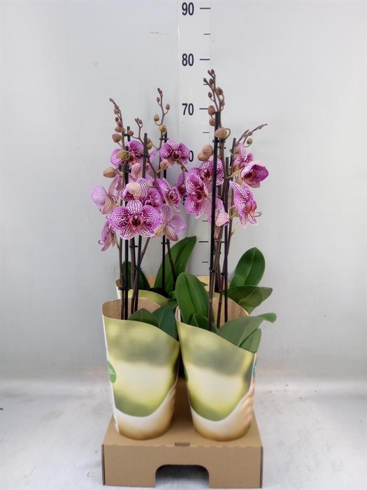 <h4>Phalaenopsis ...lilac</h4>
