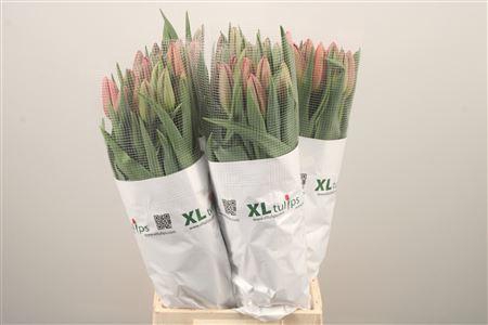 <h4>Tu Fr En La Romaine</h4>