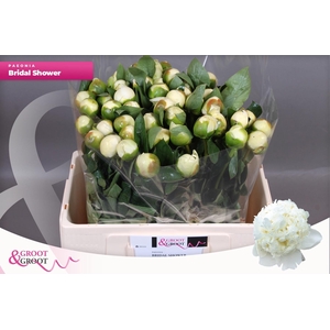 PAEO L BRIDAL SHOWER