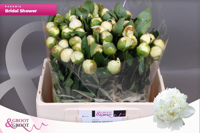 <h4>PAEO L BRIDAL SHOWER</h4>