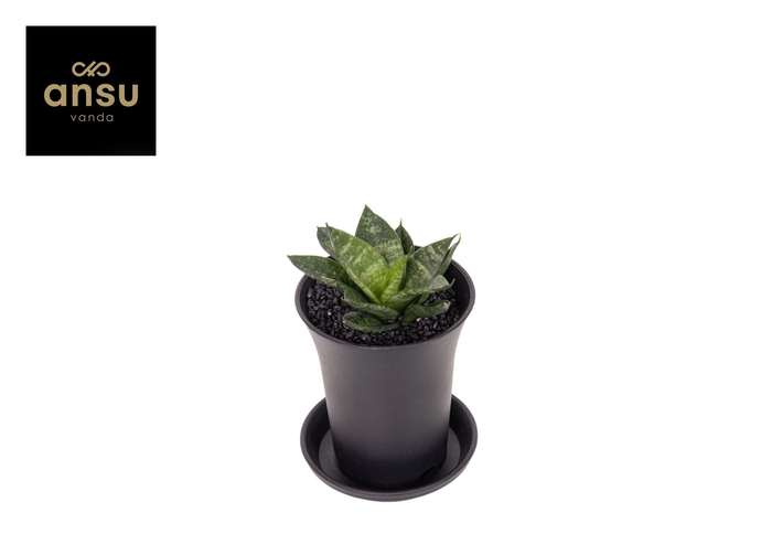 <h4>Sansevieria Comet Ming Green Marble in sierpot</h4>