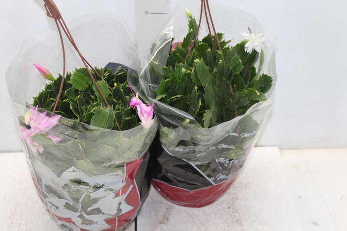 <h4>FLOR DE MAIO C21</h4>