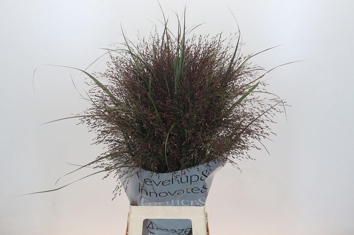 <h4>PANIC VI WARRIOR</h4>