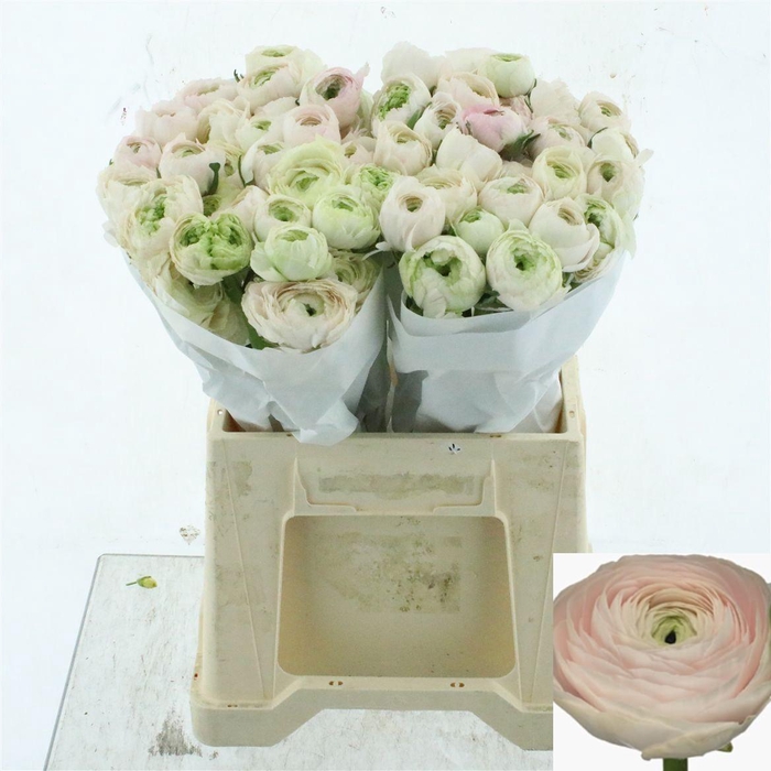 <h4>RAN SU HANOI</h4>