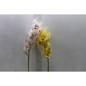 CYMBIDIUM HA 5/9 FLS