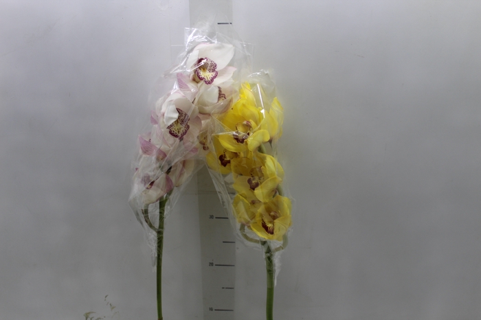 <h4>CYMBIDIUM HA 5/9 FLS</h4>