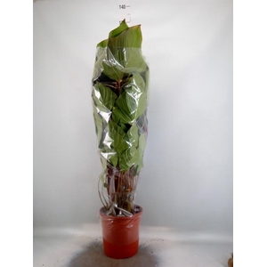 Homalomena rubescens 'Maggy'