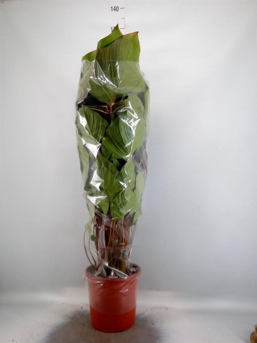 <h4>Homalomena rubescens 'Maggy'</h4>
