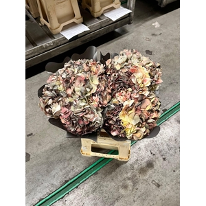 Hydrangea baby pink tinted