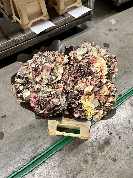 <h4>Hydrangea baby pink tinted</h4>