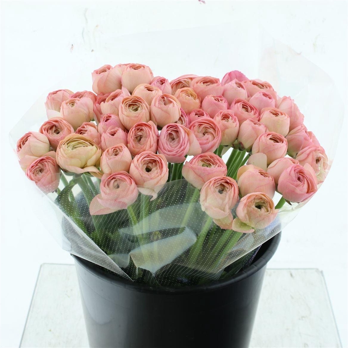 <h4>Ran Su Sr Venere Peach/pink Extra</h4>