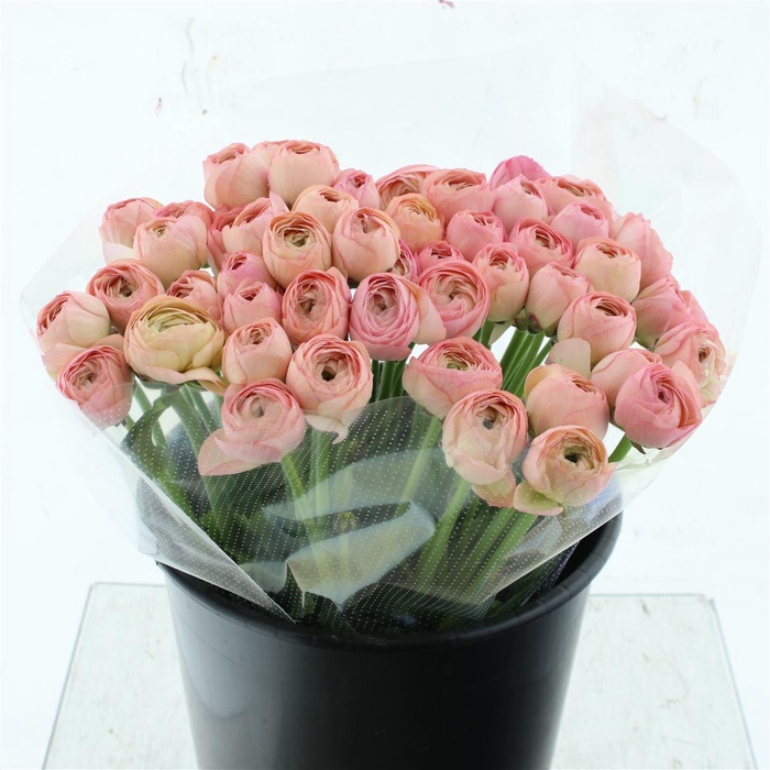 <h4>Ran Su Sr Venere Peach/pink Extra</h4>