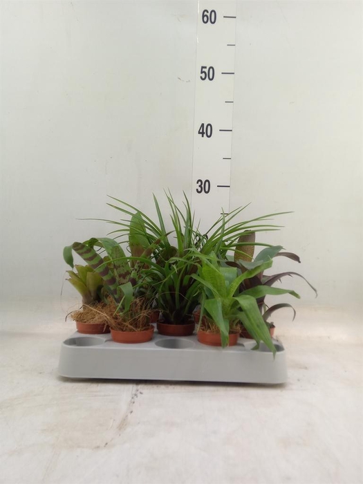 <h4>Bromelia   ...mix</h4>