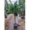 Ficus lyrata