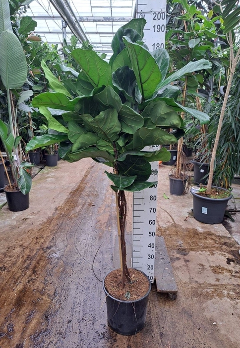 <h4>Ficus lyrata</h4>