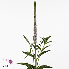 VERON SMART ROSWITHA