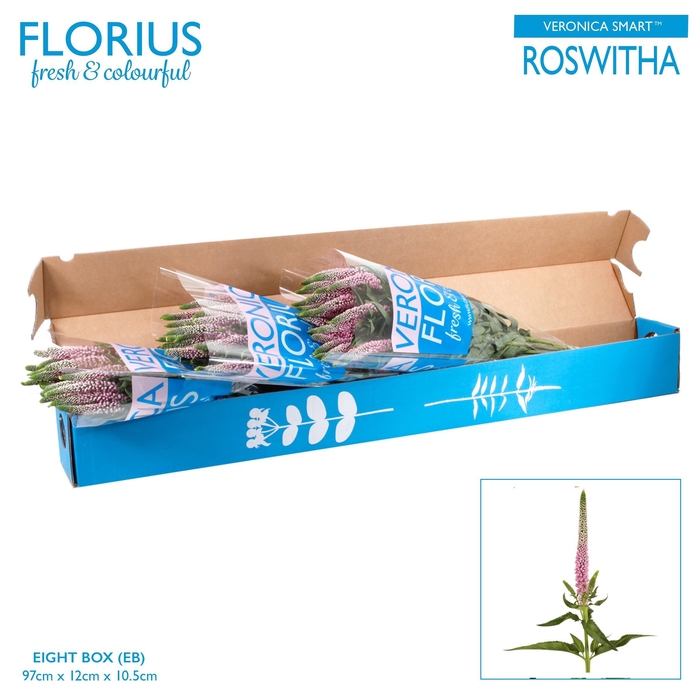 <h4>Veronica Smart Roswitha NVQ</h4>