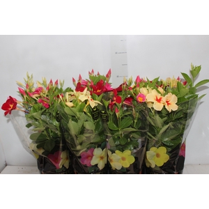 MANDEVILLA P14 PREMIUM